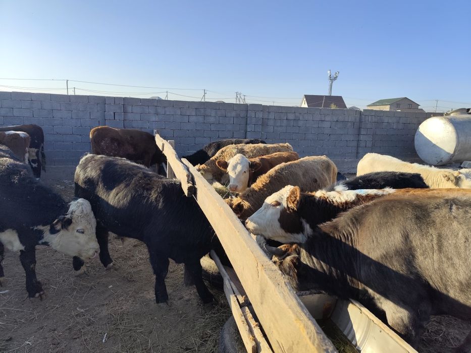 Өгіз бұка ақ бас парода да сатылады