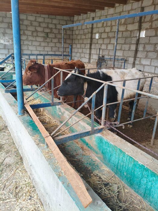 Буккача ва Гунажин