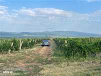 Vie De  Vanzare ,  Bolotesti