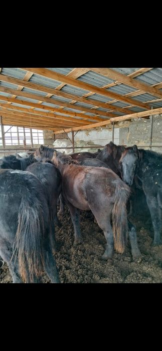 Жылқы,жабағы 500 бас