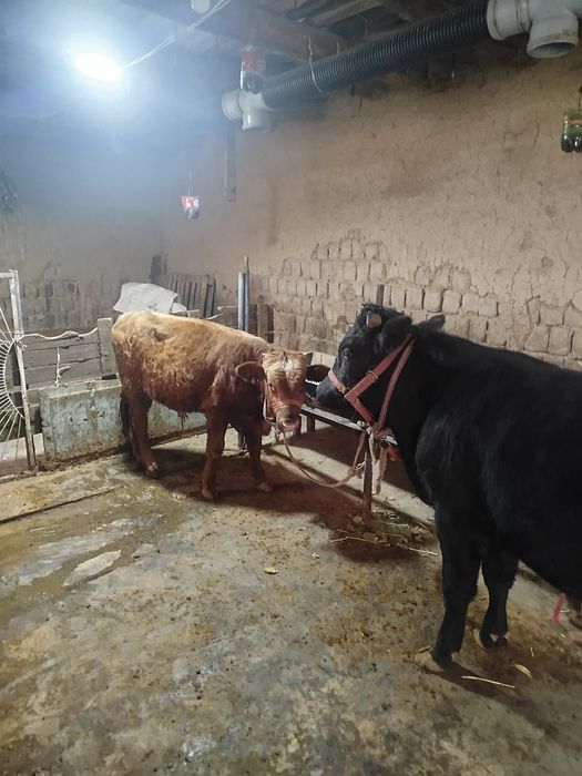 Навосчалар сотилади