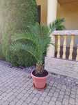 Plante deosebit de frumoase