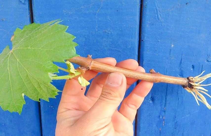 Узум кучатлари ссженцы винограда