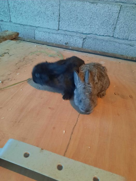 Quyon, quyon bolalari sotiladi