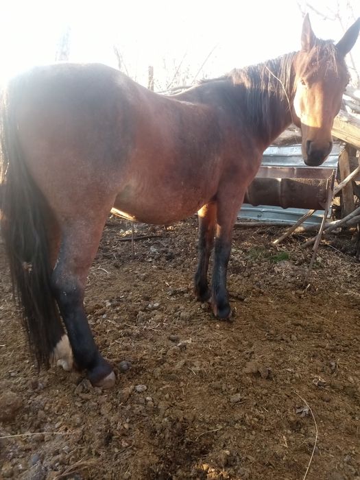 Продается кобыла крупная