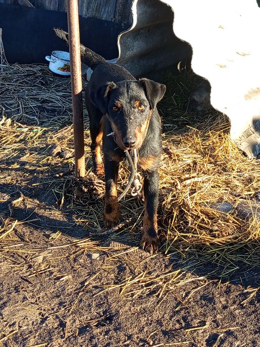 Немецкий ягдтерьер