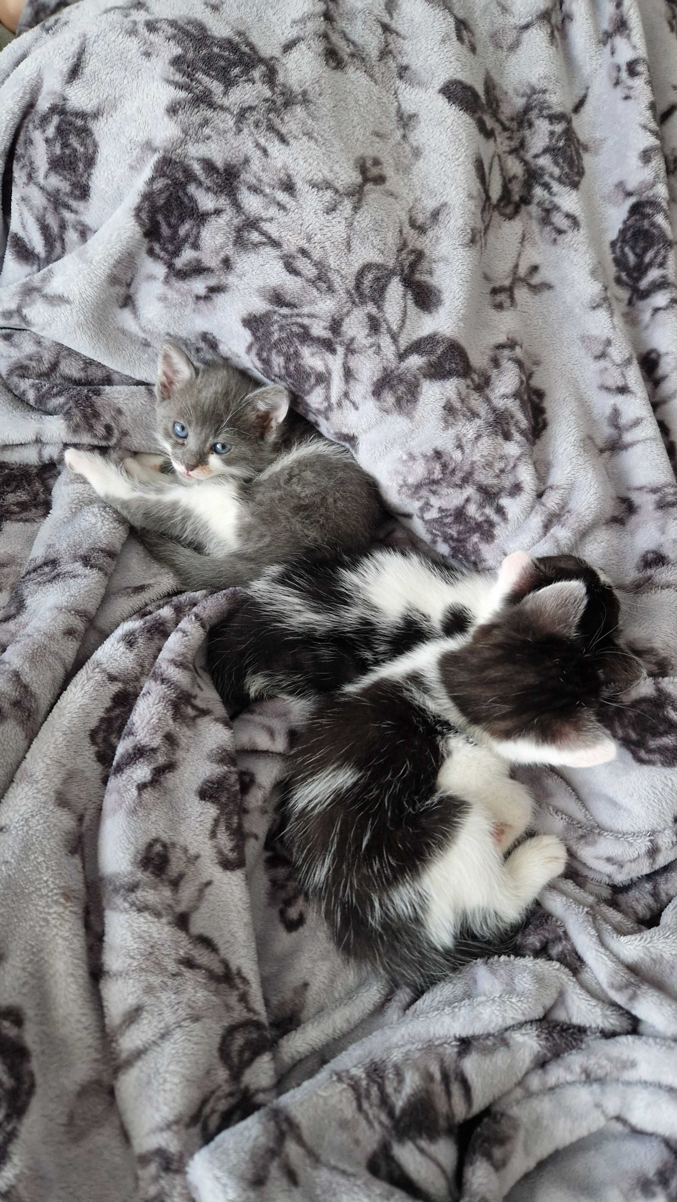 Ofer spre adoptie puiuti de pisica, 2 luni