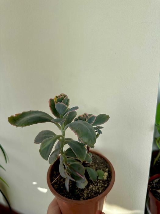 калатея, каланхоэ, крассула