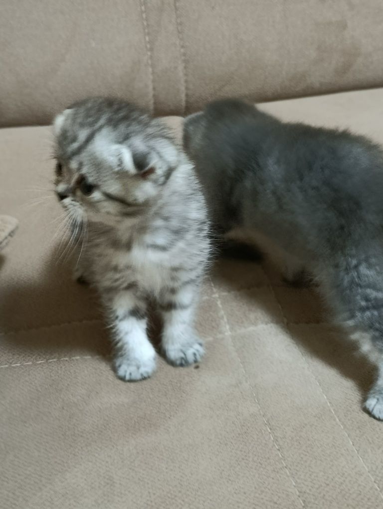 Котята скотиш фолд