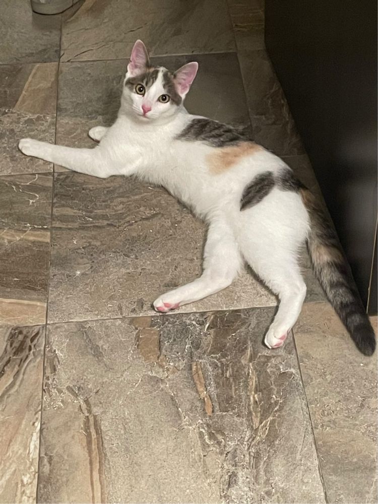 Давам домашна котка на отговорен човек
