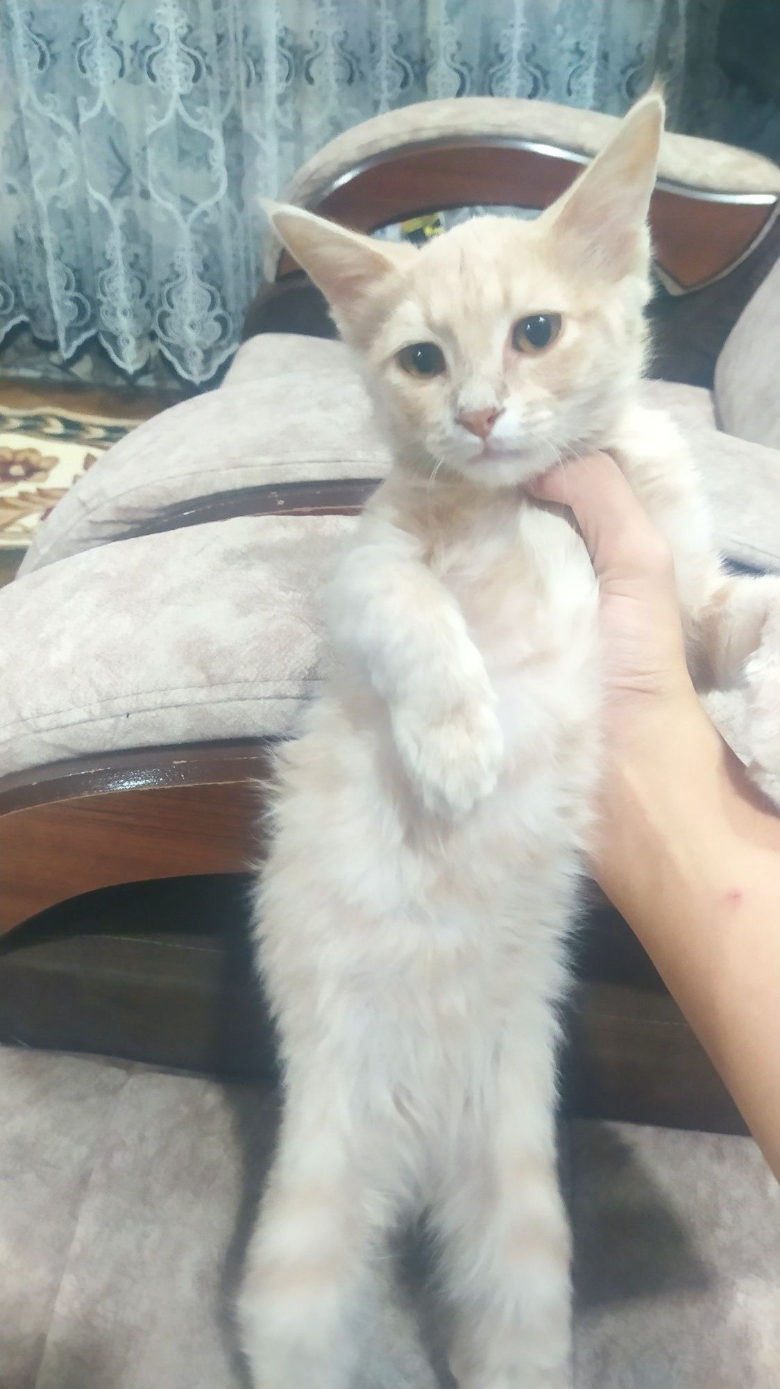 Mushuk Uy mushugi orgatilgan