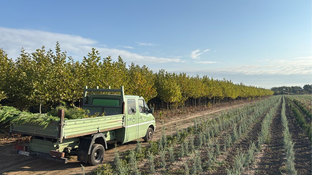 Vand platan englesec calitate extra