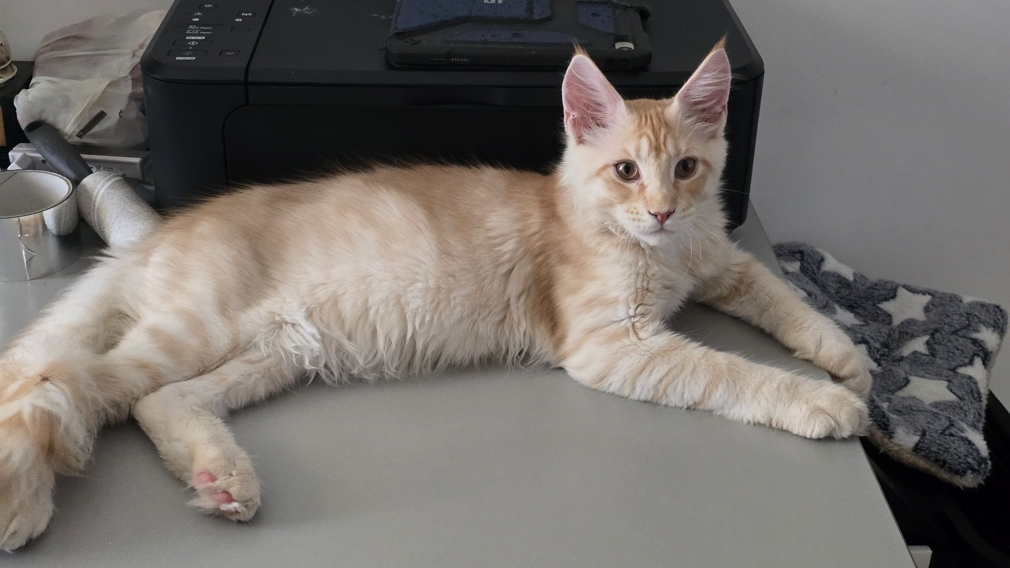 Felisă autorizată vinde Maine Coon cu pedigree