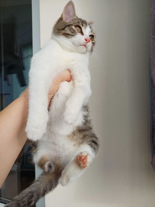 Котята ищут любящих и ответственных котородителей