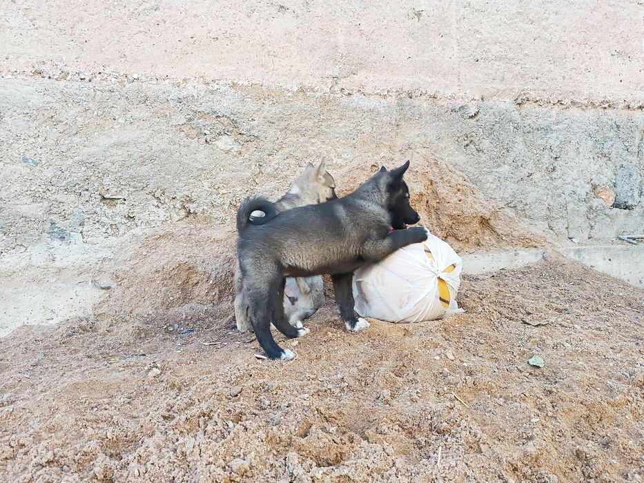 Щенки лайки ЗСЛ и ВСЛ