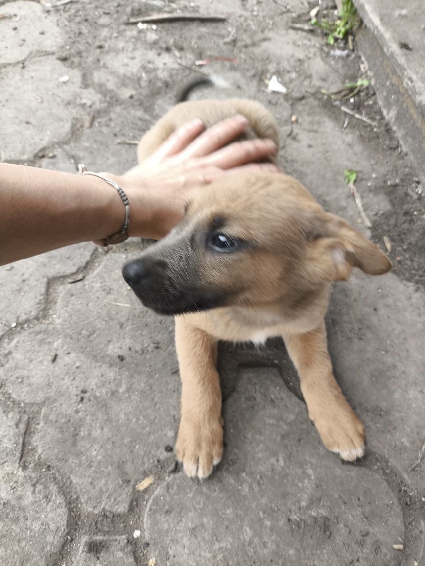 Щенки немецкой овчарки