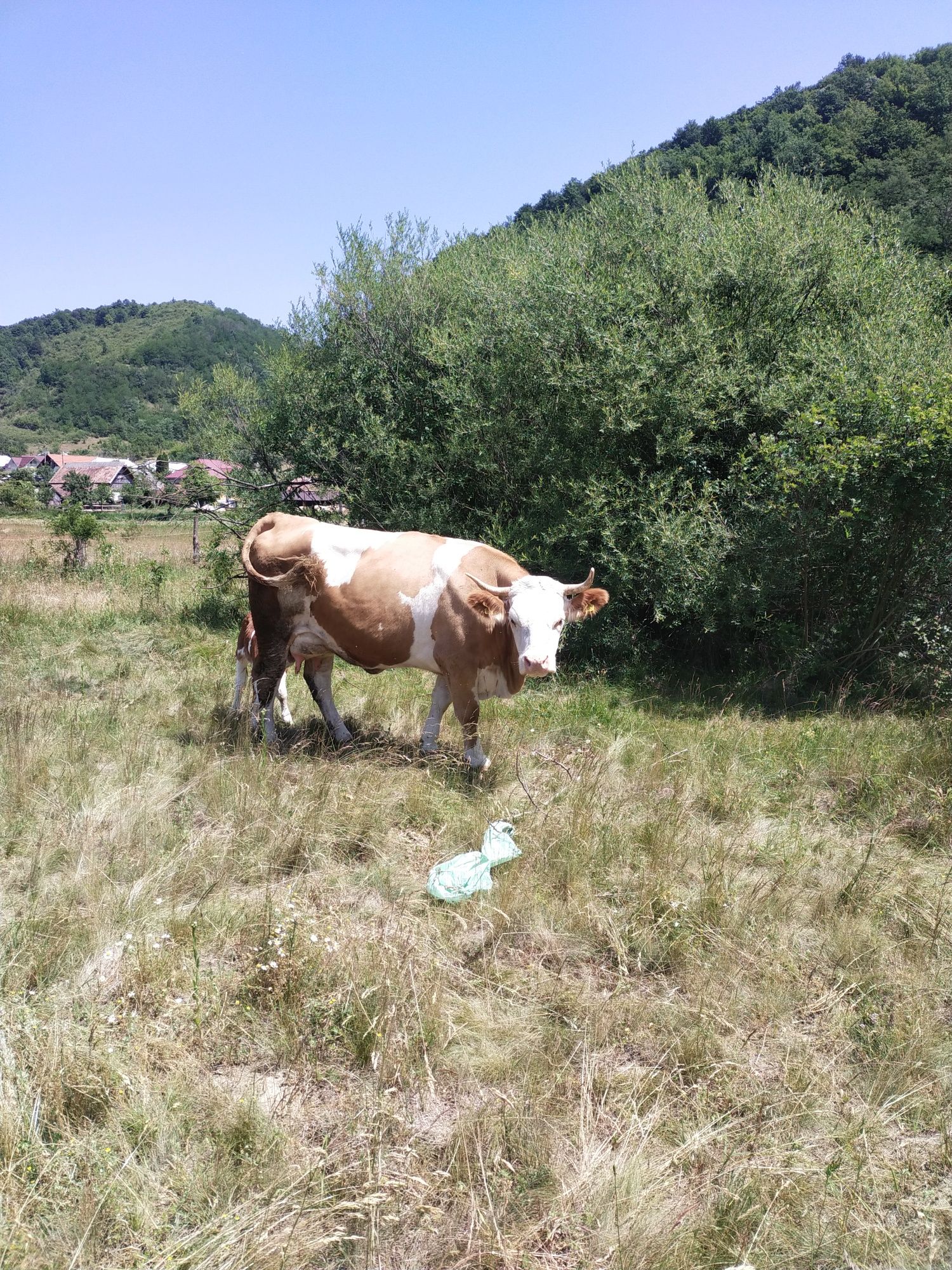 Vând vacă cu vitea
