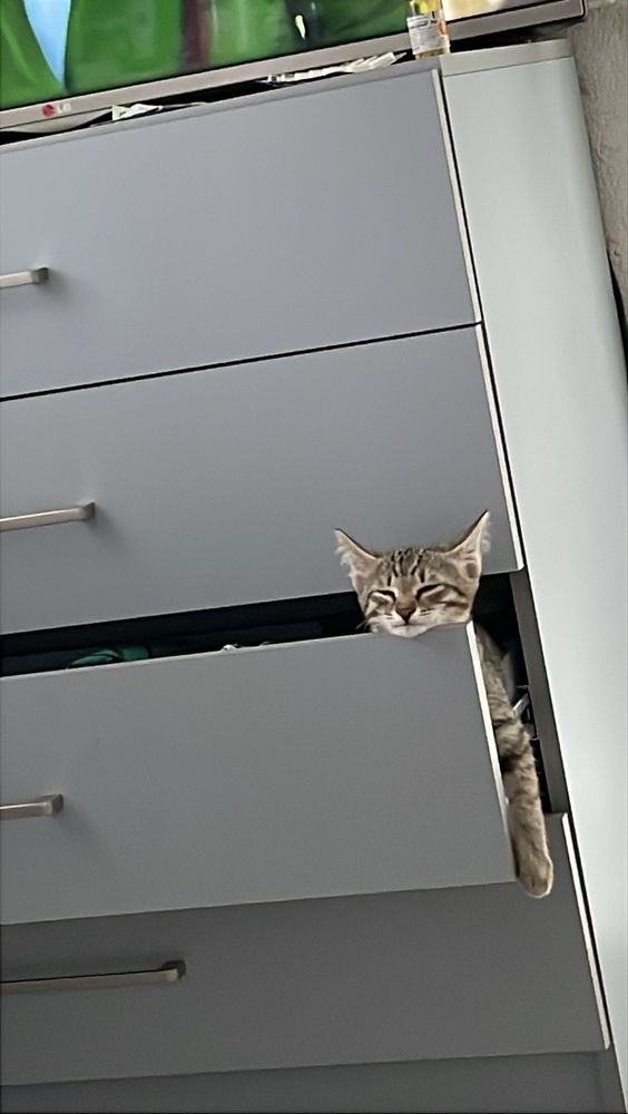 Отдам котенка в хорошие руки