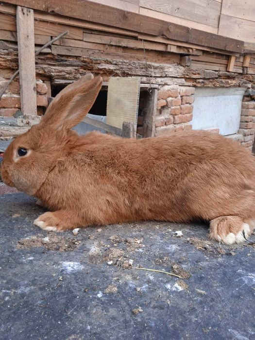 зайци  бургунски ,сребрист шампан