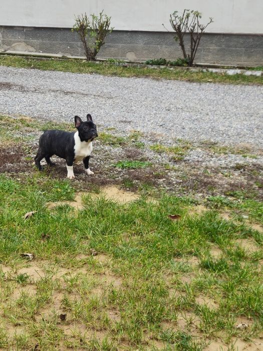 Femelă Bulldog Francez