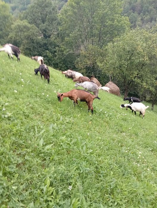 Vând capre cu lapte