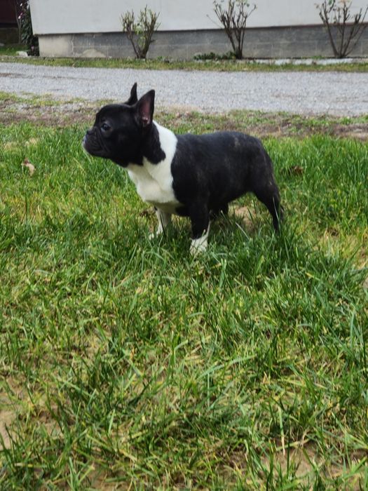 Femelă Bulldog Francez