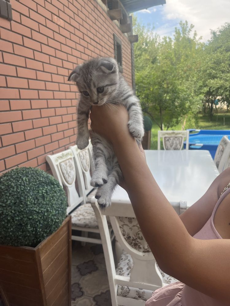 Вислоуха котенки