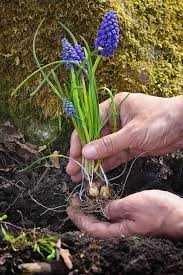 Bulbi de Narcise  Muscari si Lacramioare Margaritar