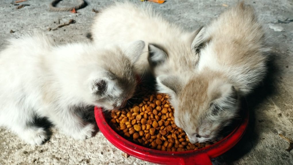 Отдам котят в добрые руки