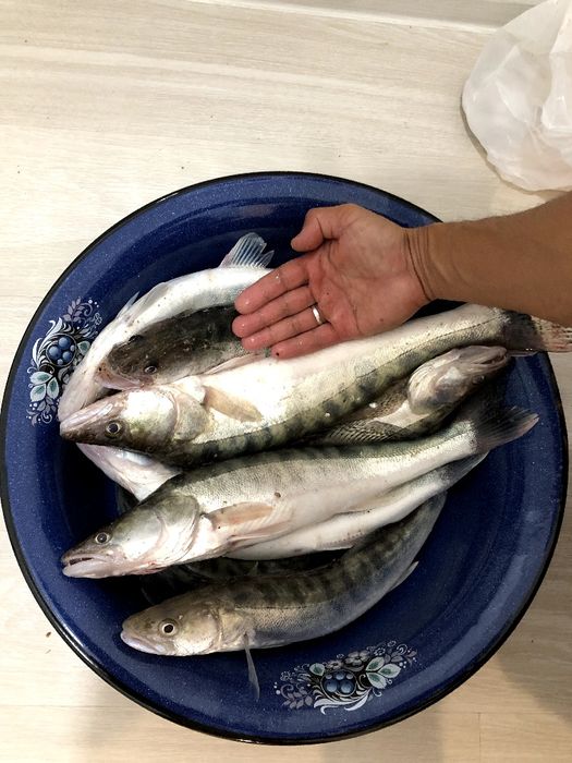 Судак свежий  кеше ауланган