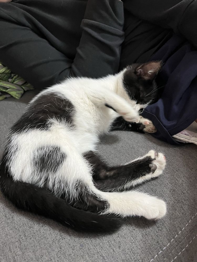 Котенка в добрые руки