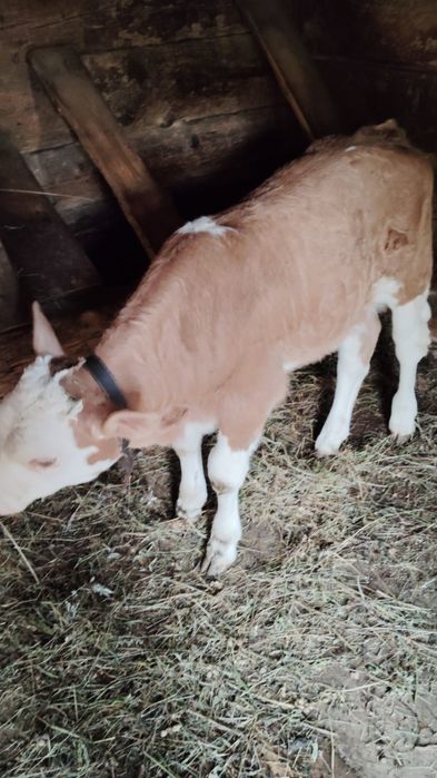 Vând vaca de 10 ani cu vițel.