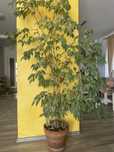 Ficus benjamin 2 metri