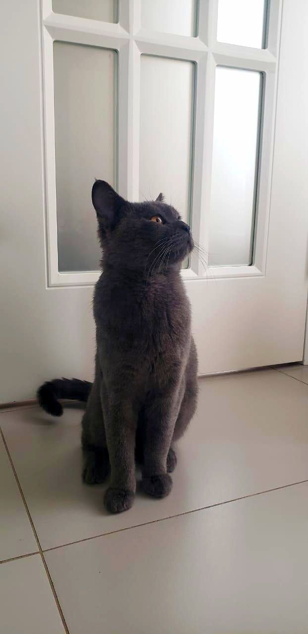 Британский голубой кот