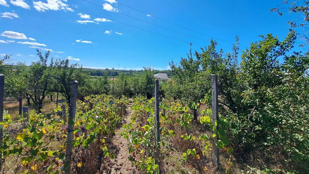 Teren  ALBOTA /CERBU, toate utilitatile!