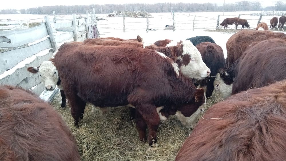 Соғымға ұрғашы ірі қара мал