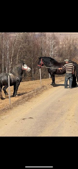 Vand 2 cai iapa blonda si armasar vanzare monta