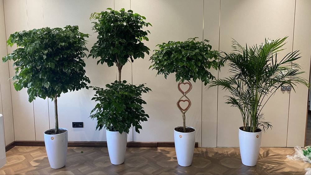 Оптом Офисные цветы, Хона гуллар Оптом, Ofis Gullari