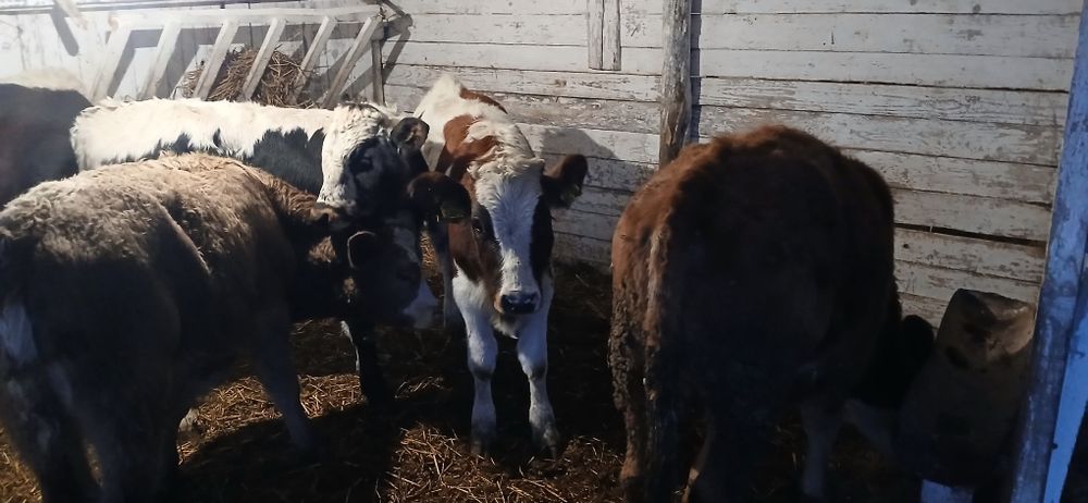 Vând viței înțărcati