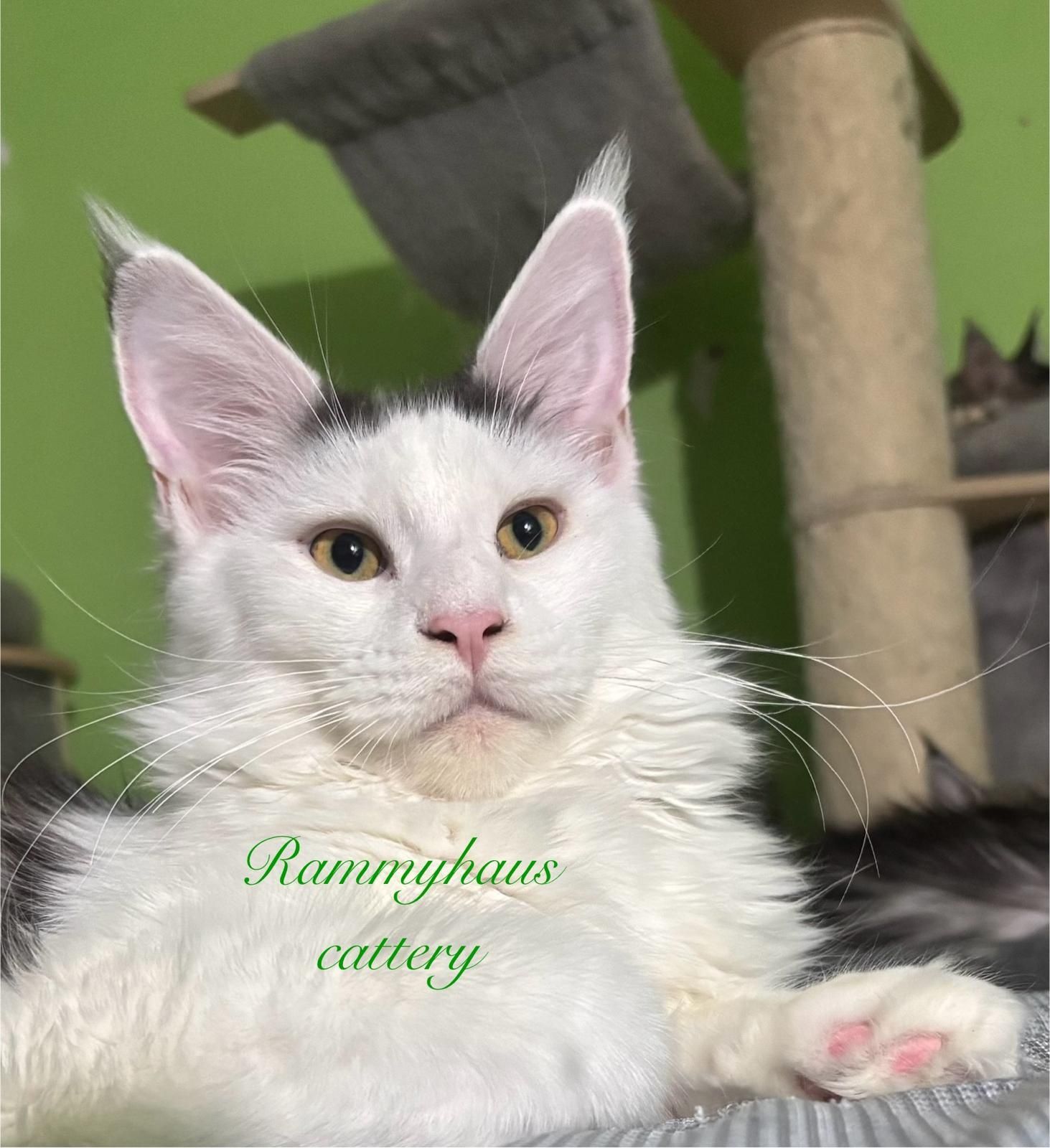 Felisa autorizata WCF,  vinde pisoi cu pedigree rasa Maine coon