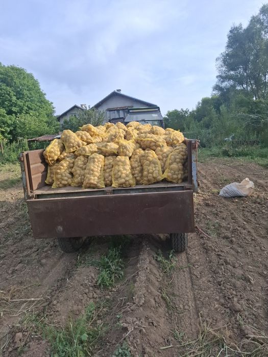 Картофи сорт сорая