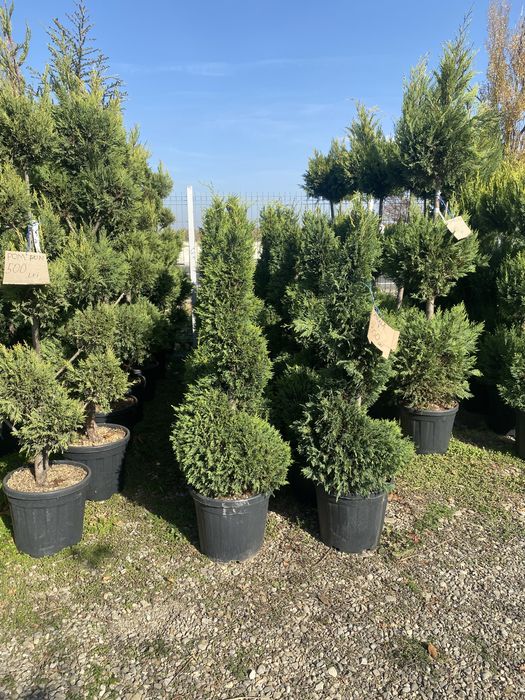 Spirale pompon etajate din leulandi