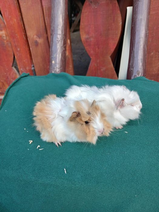 Pui de porcușori de Guineea