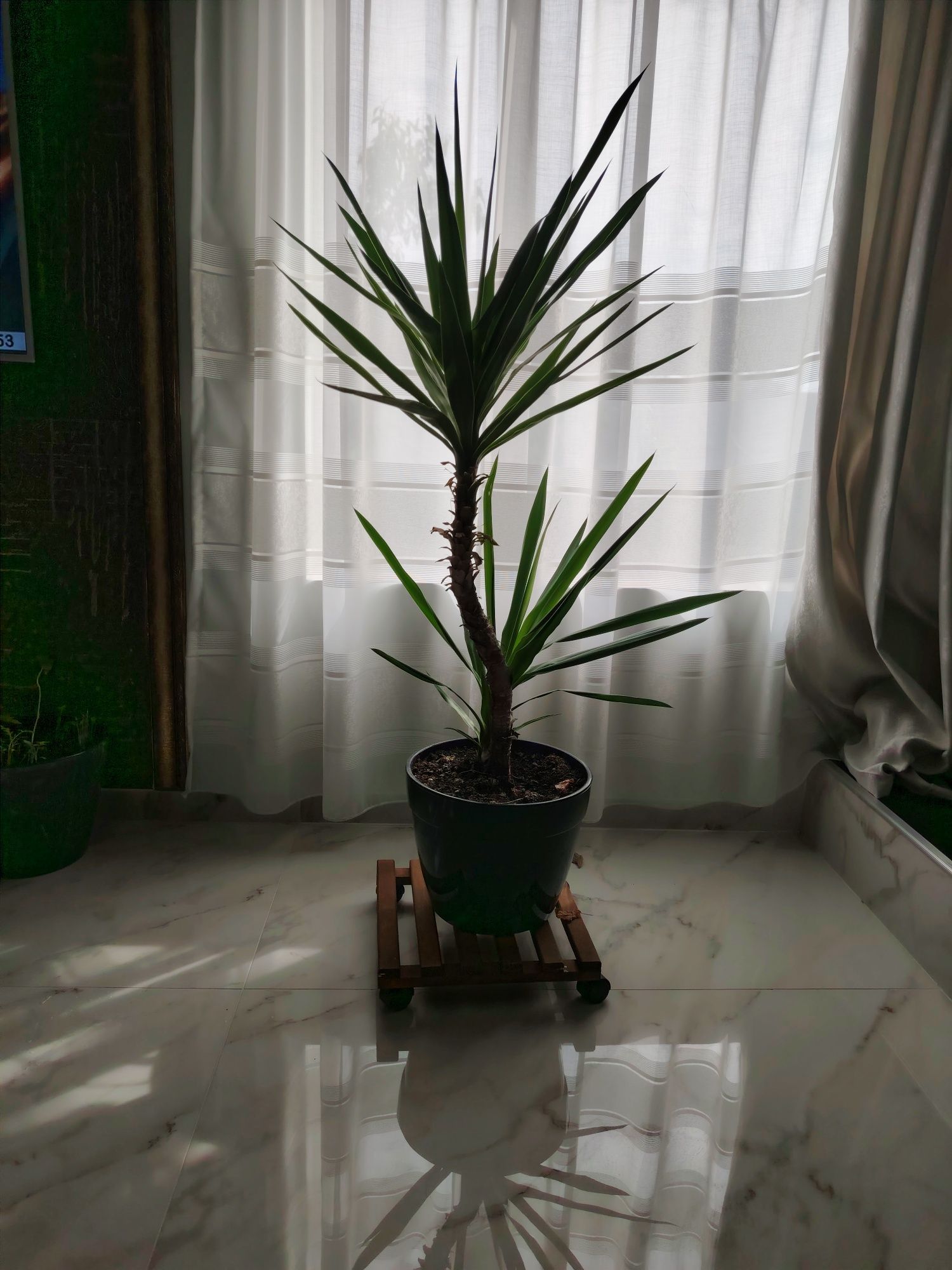 Vand plante YUCCA si palmieri