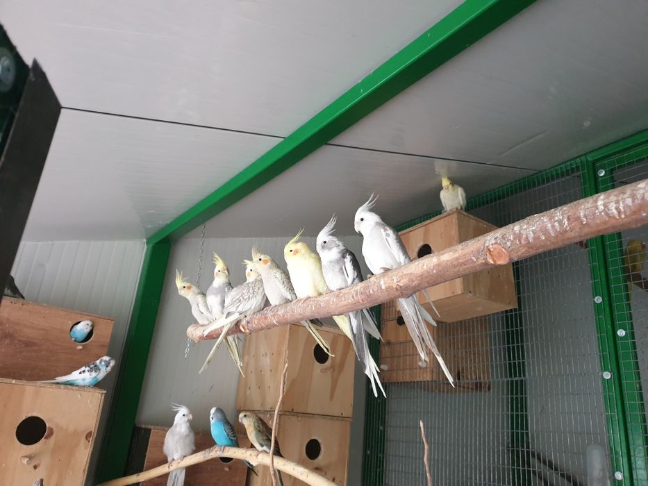 papagali calugar/nimfa/amorezi/agapornis