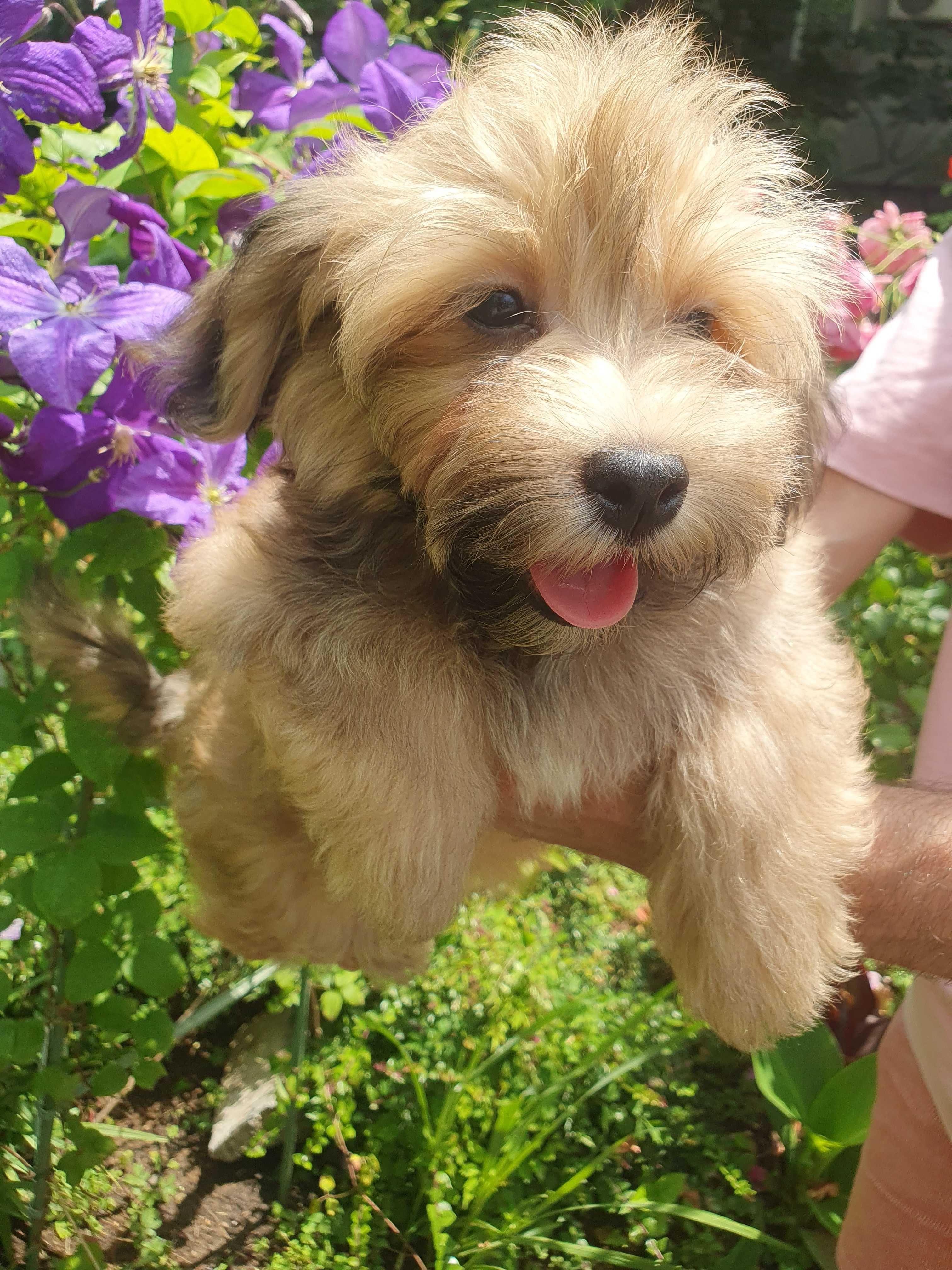Bichon havanese cu pedigree canisa autorizata FCI si ACHR