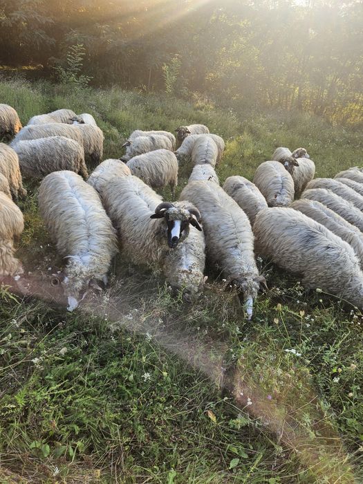 Vănd oi breze bune de lapte