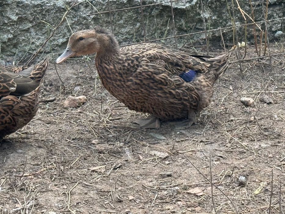 Ouă incubat Rouen sălbatic original