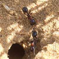 Королева муравьёв вида Messor denticulatus (краснотелые муравьи)