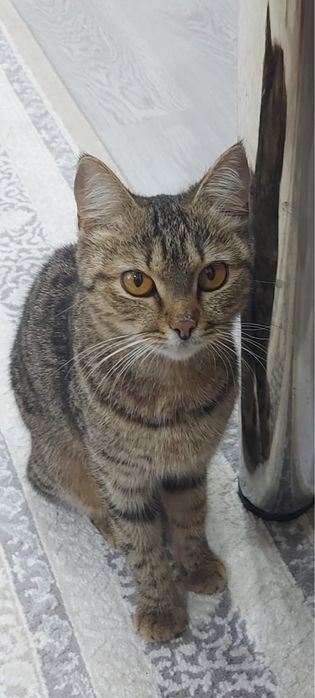 Отдам даром в хорошие руки